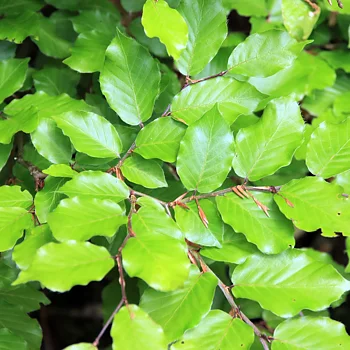 Fagus sylvatica Häck 1/2 50-80 CM