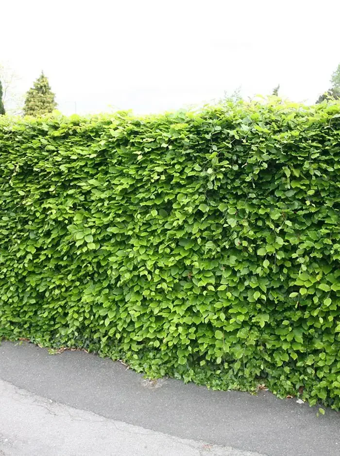 Fagus sylvatica Häck 1/2 50-80 CM - 3