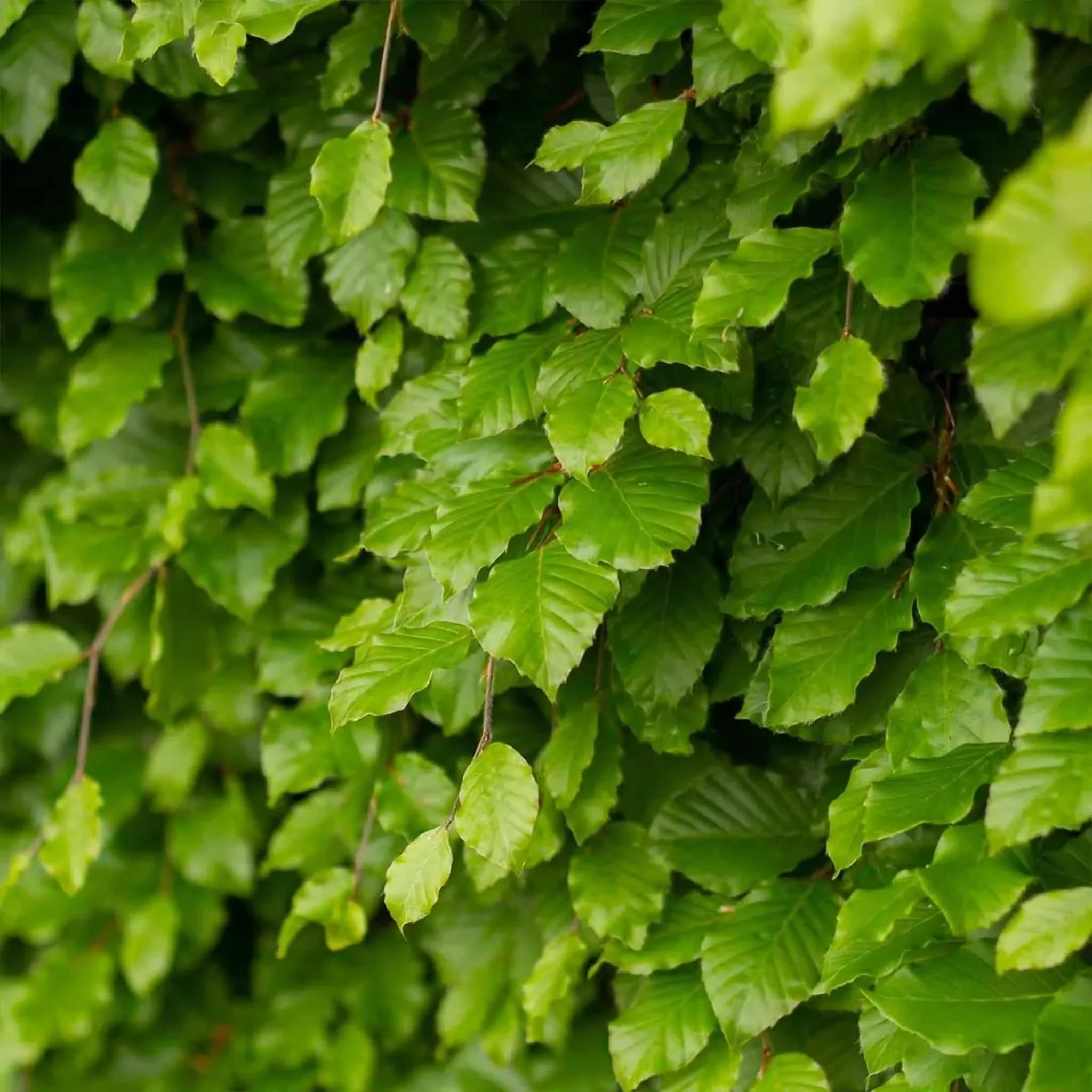 Fagus sylvatica Häck 1/2 80-120 CM - 2