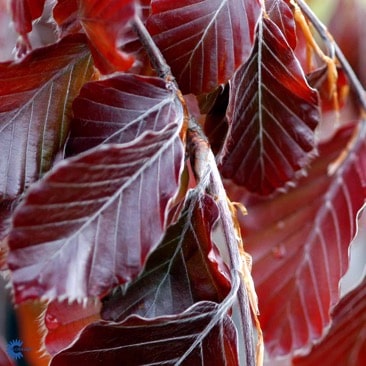 Fagus sylvatica Atropunicea Häck 1/2 50-80 CM