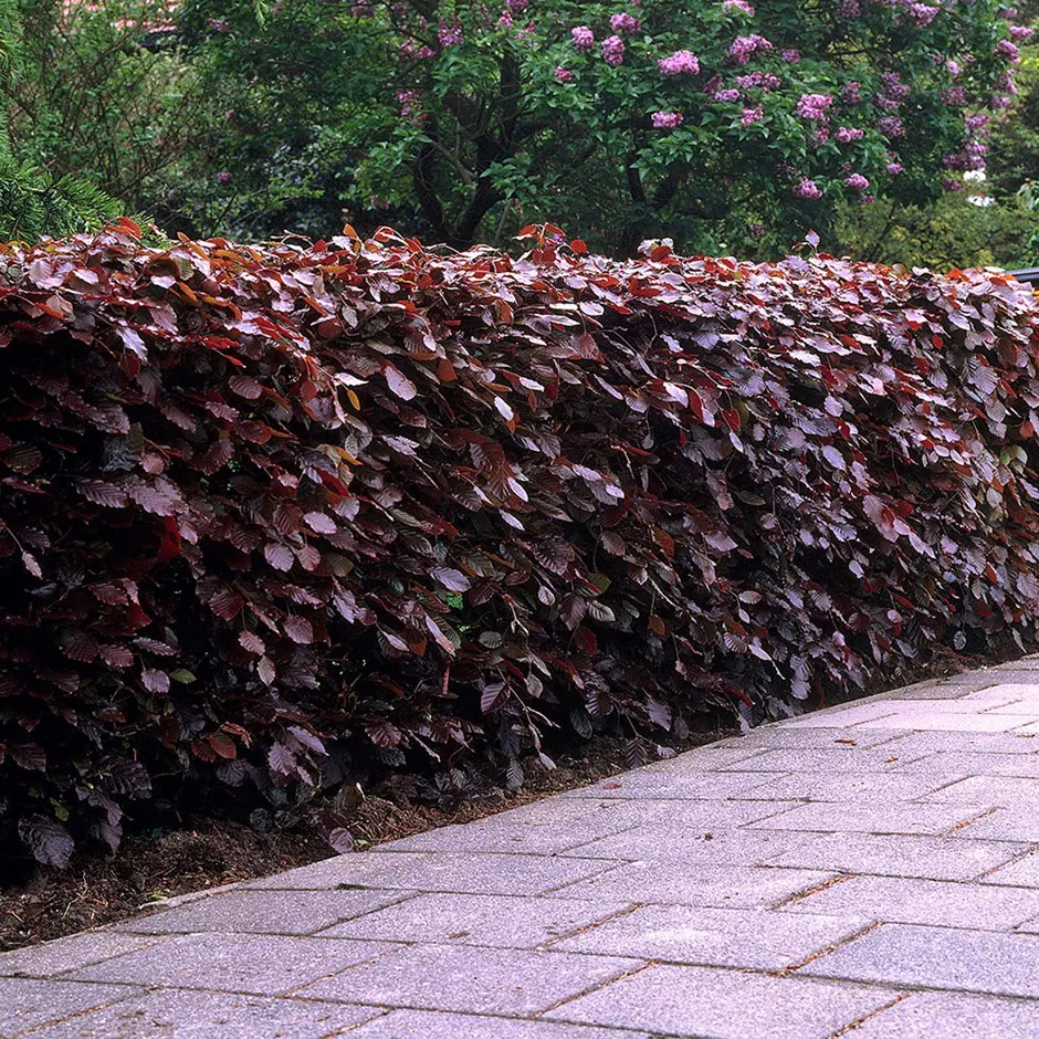 Fagus sylvatica Atropunicea Häck 1/2 50-80 CM - 4