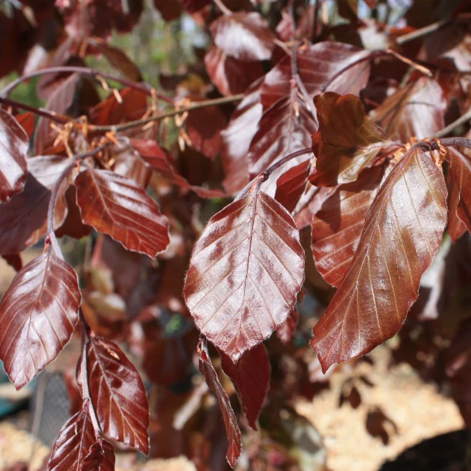 Fagus sylvatica Atropunicea Häck 1/2 50-80 CM - 2