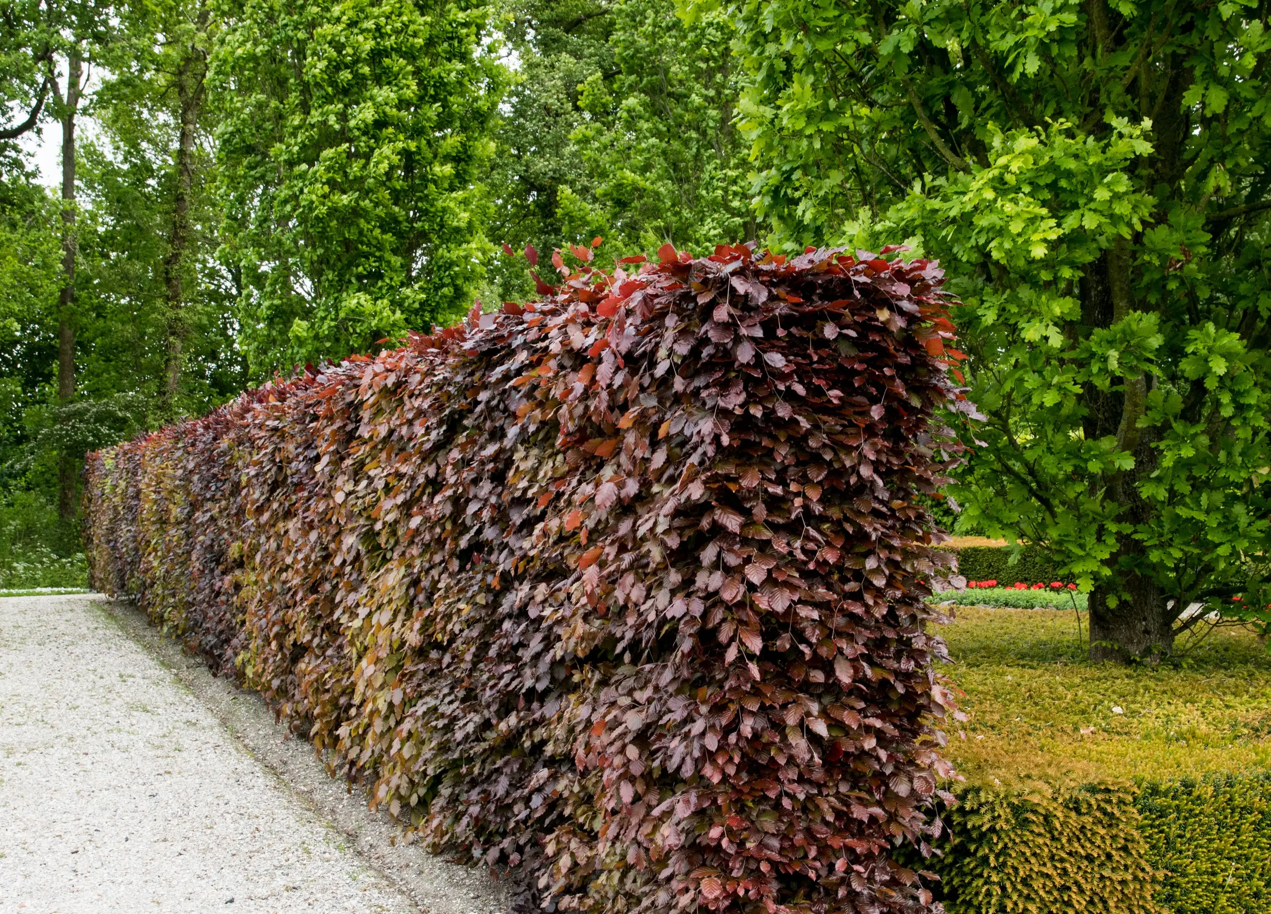 Fagus sylvatica Atropunicea Häck 1/2 50-80 CM - 3