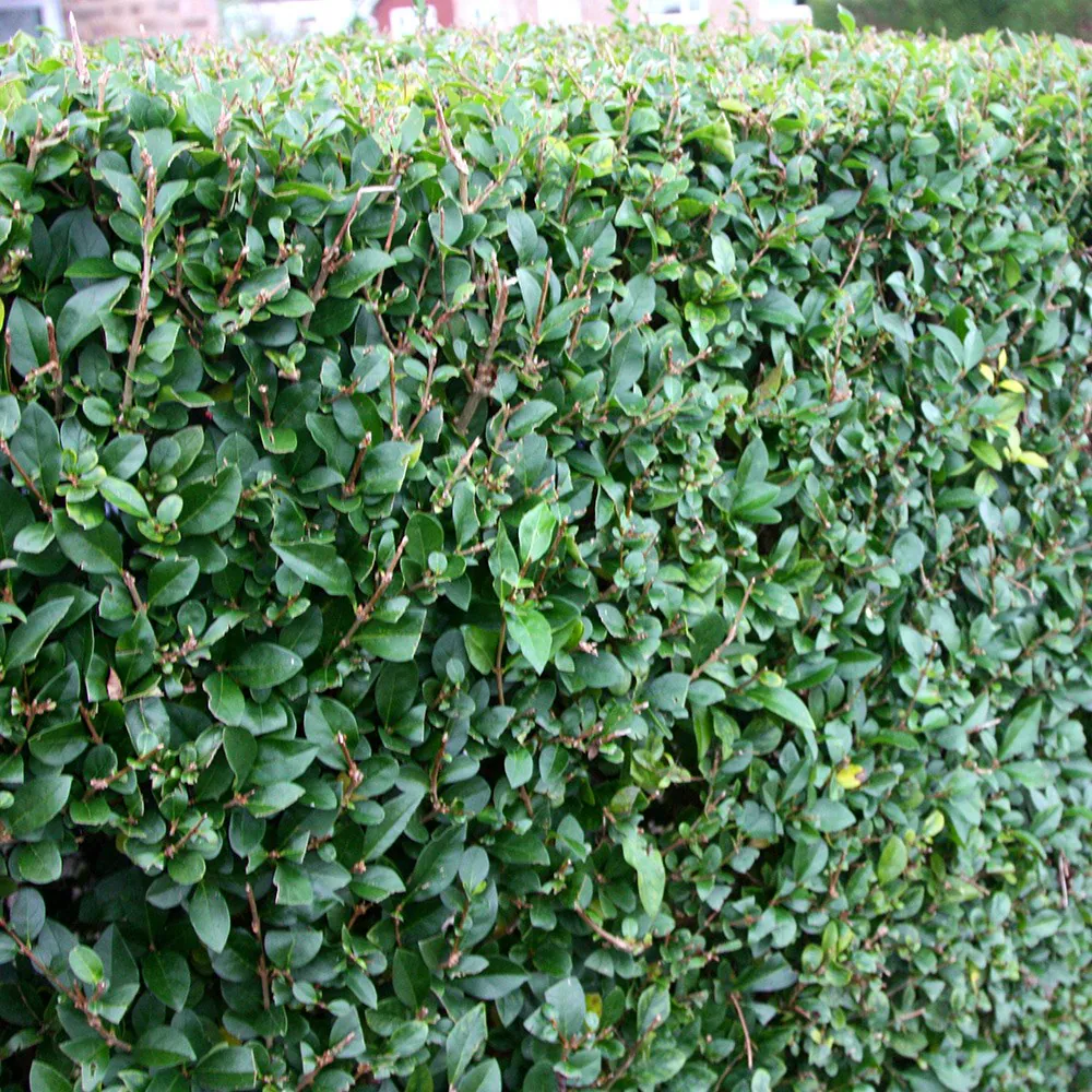 Bredbladig liguster  Ligustrum ovalifolium Häck 0/1/2 50-80  CM - 3