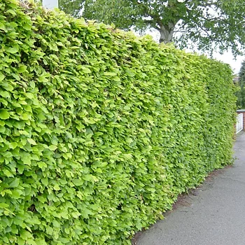 Bredbladig liguster  Ligustrum ovalifolium Häck 0/1/2 50-80  CM