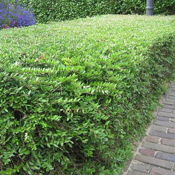 Ligustrum vulgare Häck C1    KRUKODLAD