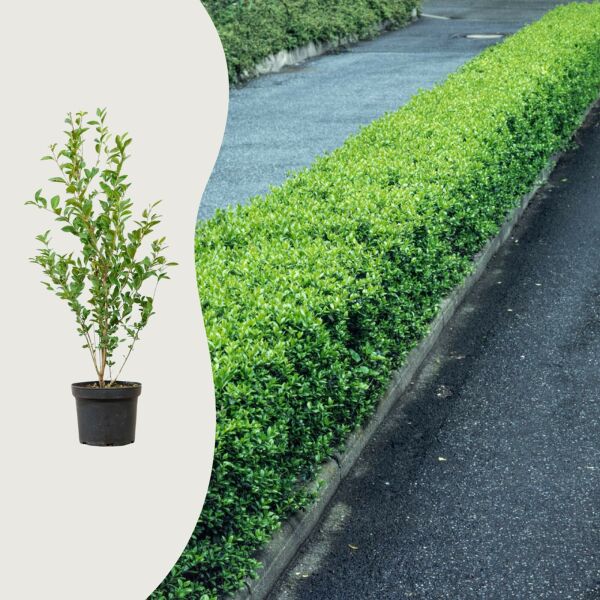Ligustrum vulgare Häck C1    KRUKODLAD - 2