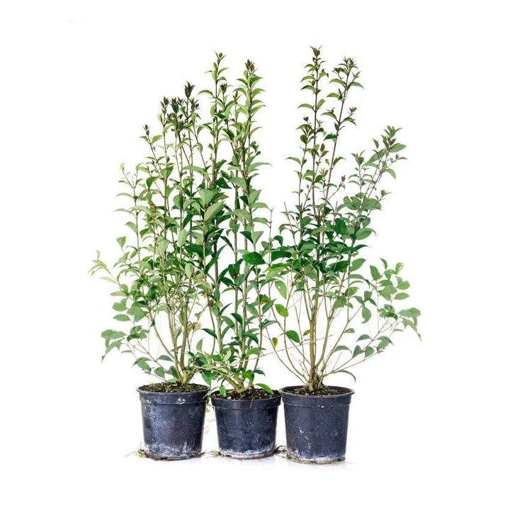 Ligustrum vul. v. italicum Atrovirens Häck C1   KRUKODLAD - 2
