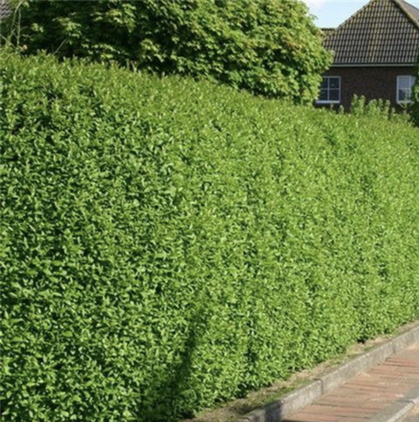 Ligustrum vul. v. italicum Atrovirens Häck C1   KRUKODLAD