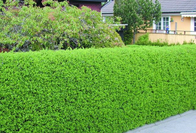 Ligustrum vul.v.italicum Liga          Häck 0/1/2 30-50  CM - 3
