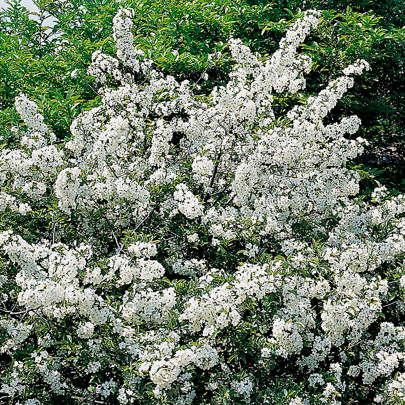Malus toringo var. sargentii Häck 1/2 30-50  CM - 2