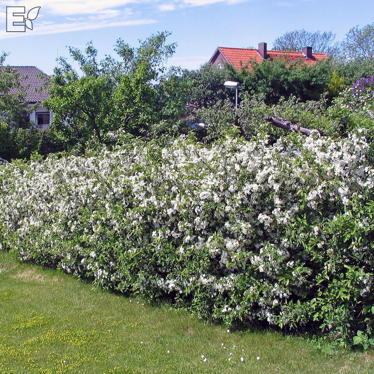 Malus toringo var. sargentii Häck 1/2 30-50  CM