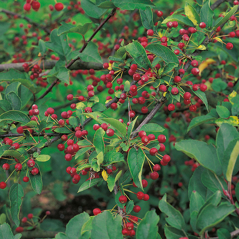 Malus toringo var. sargentii Häck 1/2 30-50  CM - 3