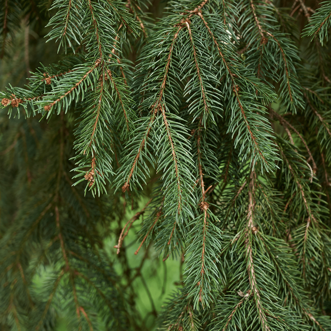 Picea abies Häck 2/2 25-40  CM - 3