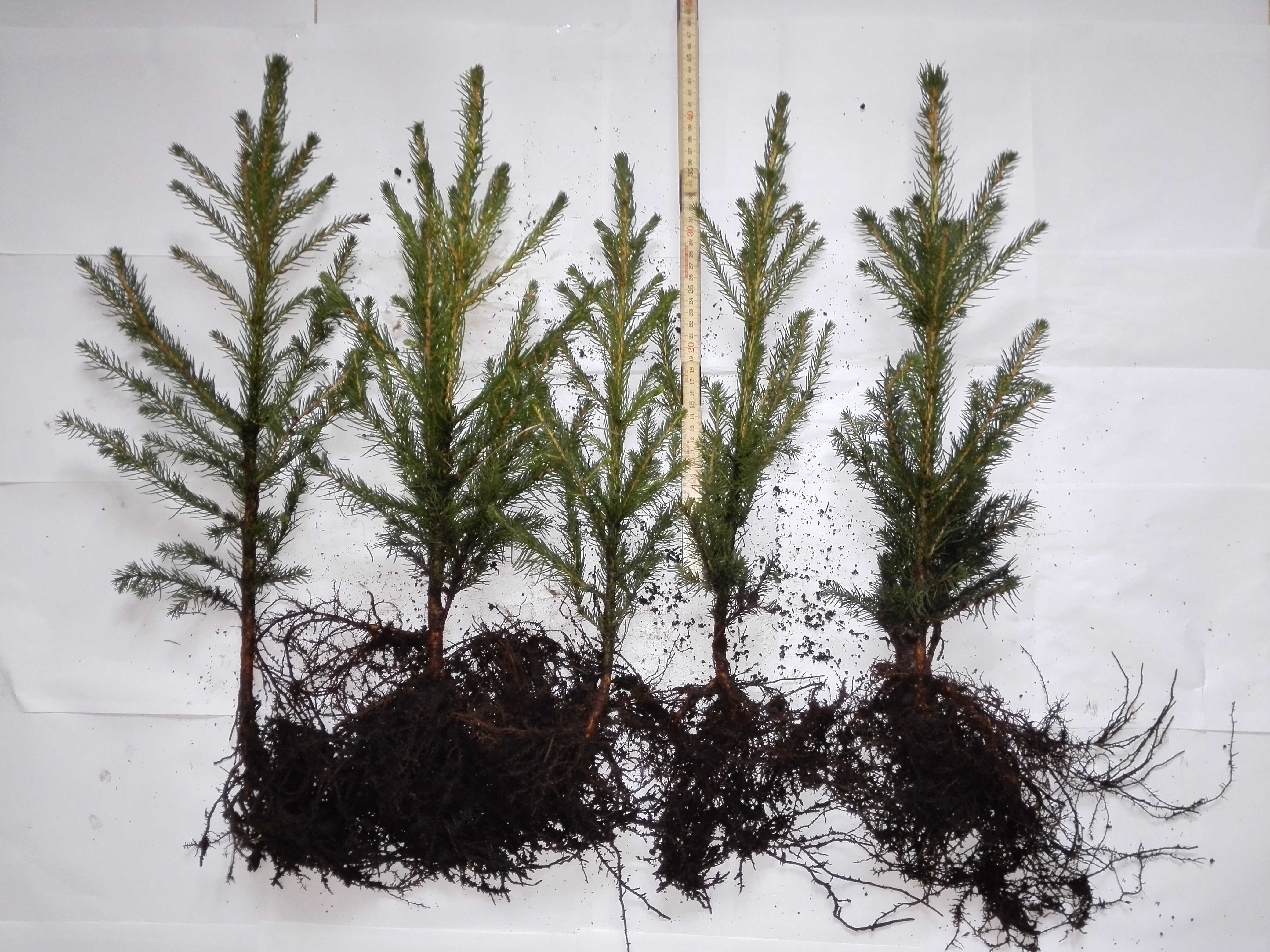 Picea abies Häck 2/2 25-40  CM - 2
