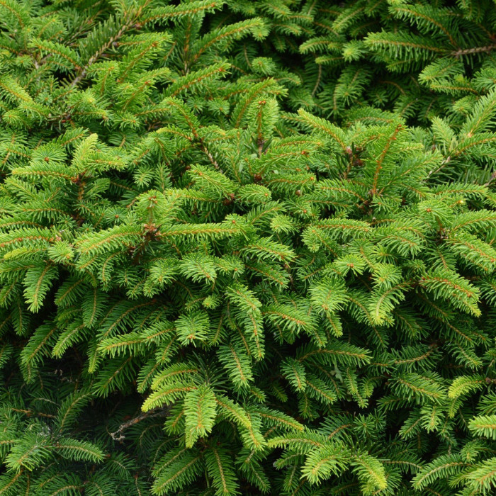 Picea abies Häck 2/2 25-40  CM