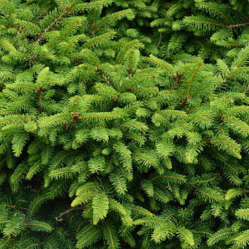 Picea abies Häck 2/2 25-40  CM