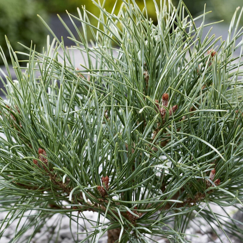 Pinus sylvestris Häck 2/2 20-40  CM