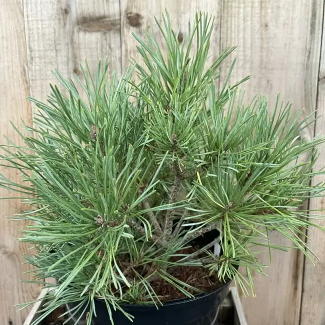 Pinus sylvestris Häck 2/2 20-40  CM - 2