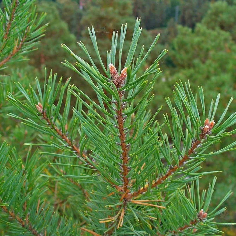 Pinus sylvestris Häck 2/2 20-40  CM - 3