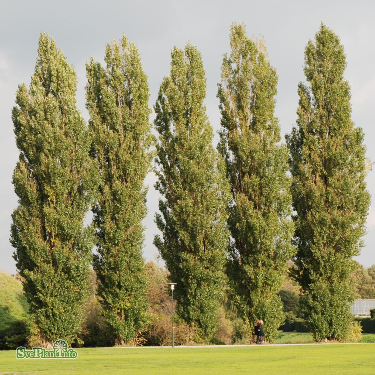 Populus nigra Italica Häck 0/1 65-100   CM - 2