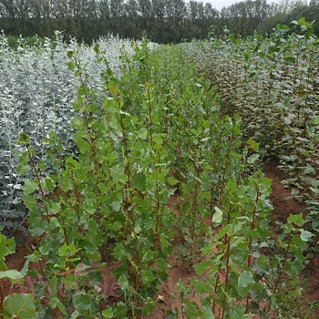 Populus nigra Italica Häck 0/1 65-100   CM