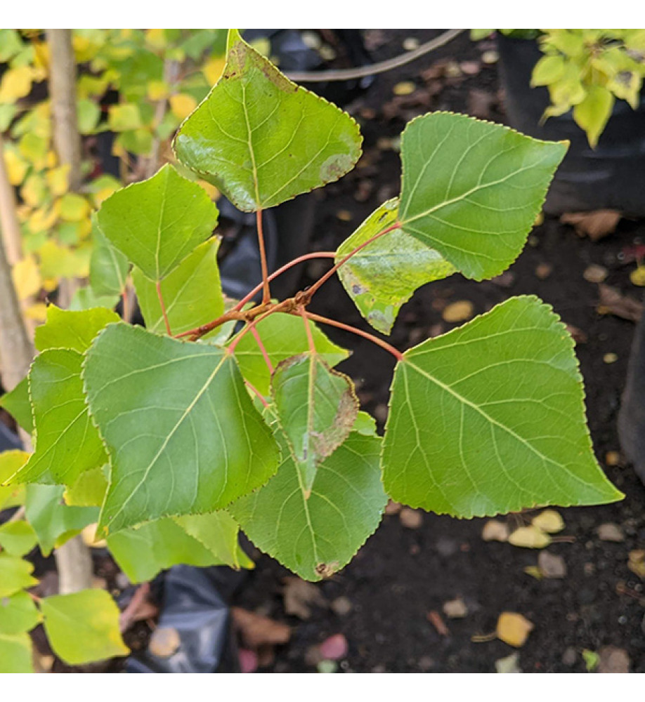 Populus nigra Italica Häck 0/1 65-100   CM - 3