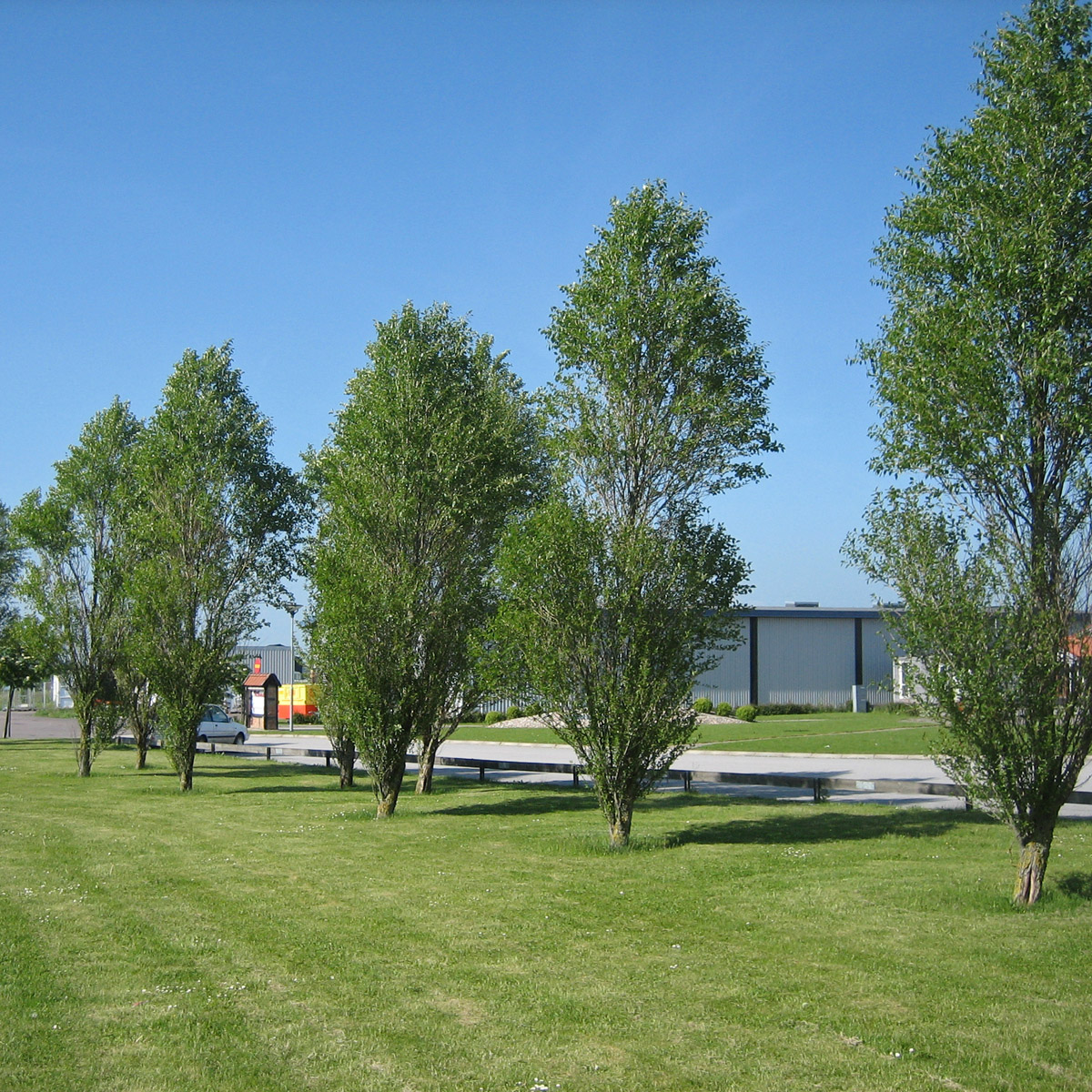 Populus simonii Fastigiata Häck 0/1 65-100  CM - 2