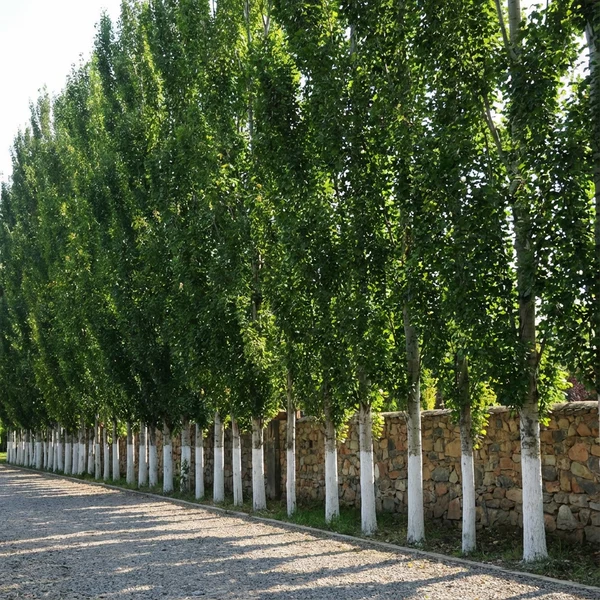 Populus simonii Fastigiata Häck 0/1 65-100  CM
