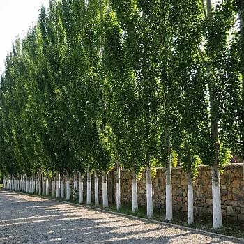 Populus simonii Fastigiata Häck 0/1 65-100  CM