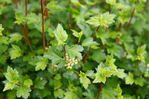 Ribes alpinum Schmidt Häck 0/1/2 50-80  CM - 2