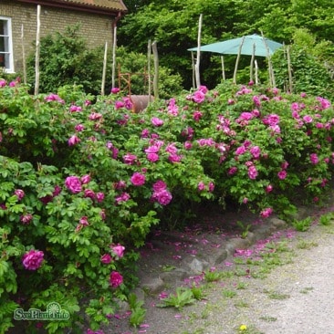 Rosa (Rug) Hansa   Rotäkta Häck 0/1/1 30-50  CM - 3