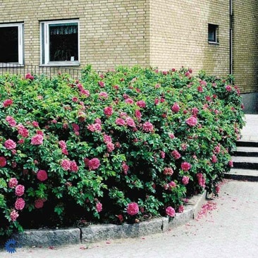 Rosa (Rug) Hansa   Rotäkta Häck 0/1/1 30-50  CM - 2