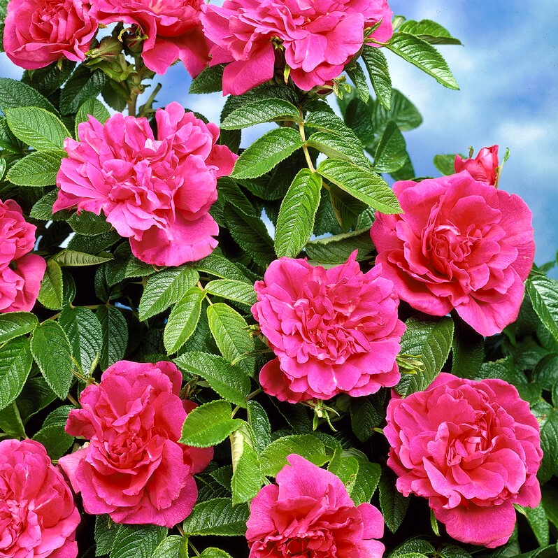 Rosa (Rug) Hansa   Rotäkta Häck 0/1/1 30-50  CM