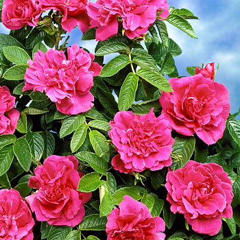 Rosa (Rug) Hansa   Rotäkta Häck 0/1/1 30-50  CM