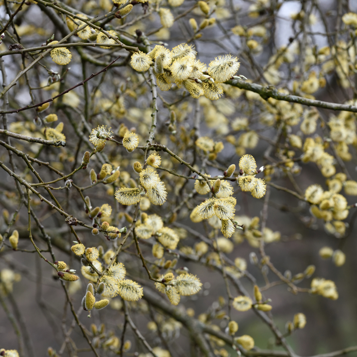 Salix caprea Häck 0/1 65-100 cm - 3