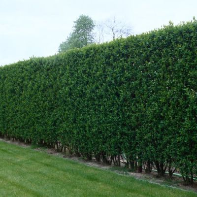 Salix caprea Häck 0/1 65-100 cm