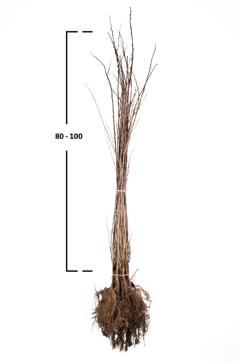Salix caprea Häck 0/1 65-100 cm - 2