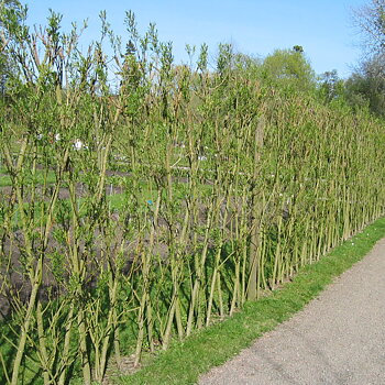 Salix viminalis Häck 0/1 65-100 cm