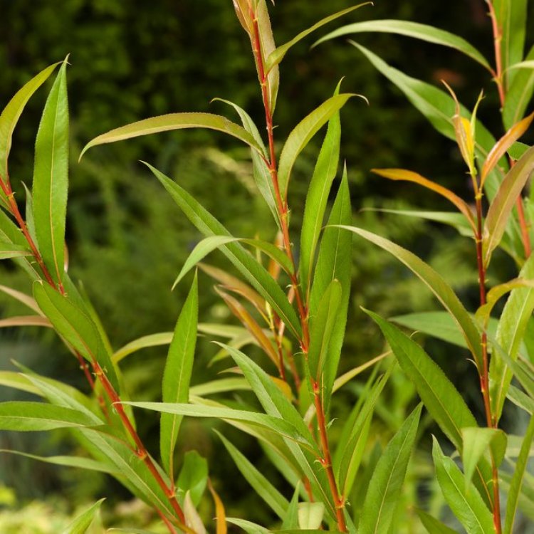 Salix viminalis Häck 0/1 65-100 cm - 2