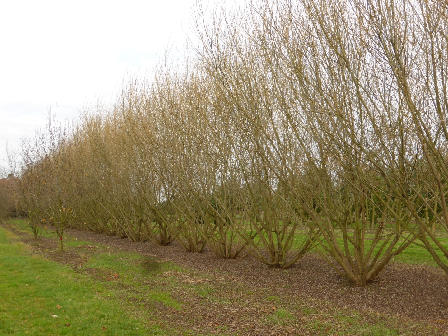 Salix viminalis Häck 0/1 65-100 cm - 3