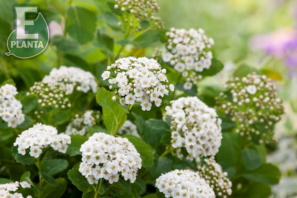 Spiraea betulifolia Tor E Häck C1  Planterad i 1 Liters kruka. - 5