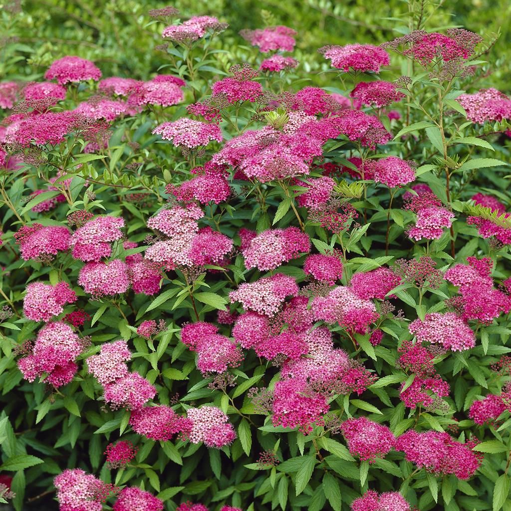 Spiraea japonica Anthony Waterer Häck 0/1/1 20-30  cm - 2