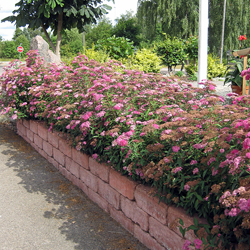 Spiraea japonica Anthony Waterer Häck 0/1/1 20-30  cm - 3
