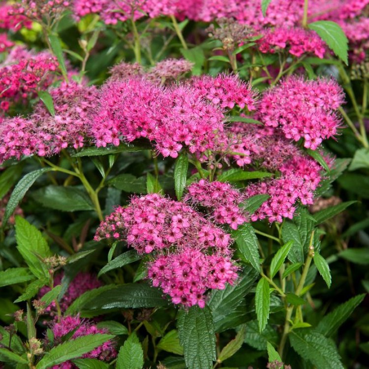 Spiraea japonica Anthony Waterer Häck 0/1/1 20-30  cm
