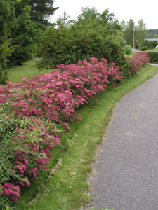 Spiraea japonica Froebelii Häck 0/1/1 30-50  cm - 2