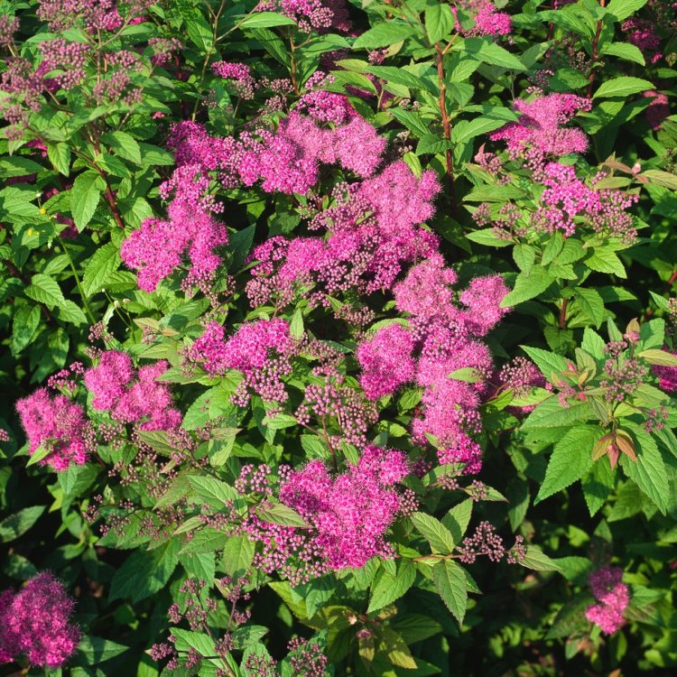 Spiraea japonica Froebelii Häck 0/1/1 30-50  cm