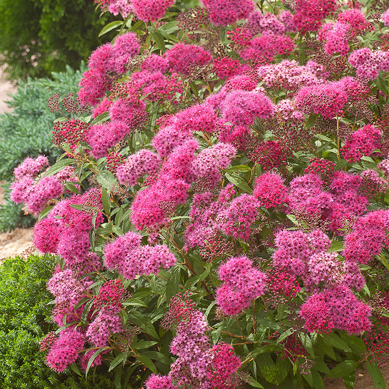 Spiraea japonica Sapho Häck 0/1/1 20-30 cm