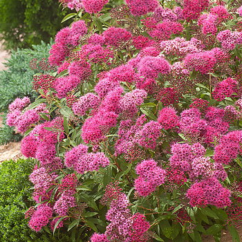 Spiraea japonica Sapho Häck C1   KRUKODLAD