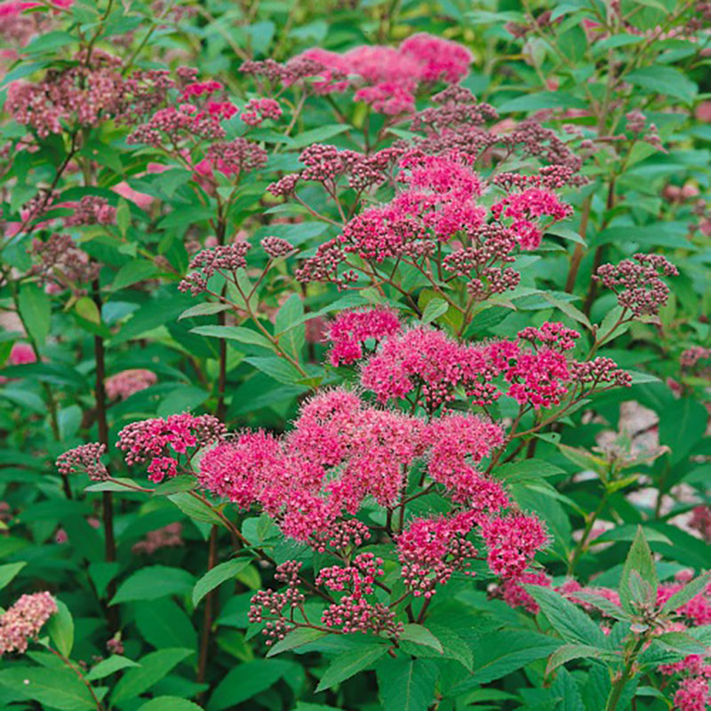 Spiraea japonica Sapho Häck C1   KRUKODLAD - 2